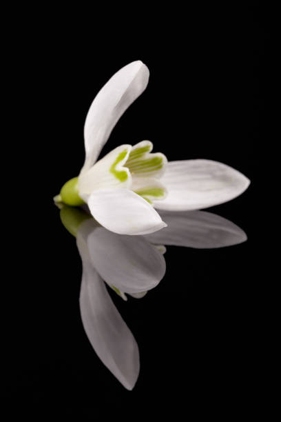 istock White spring flowers of snowdrop isolated on black background, mirror reflection 935245002