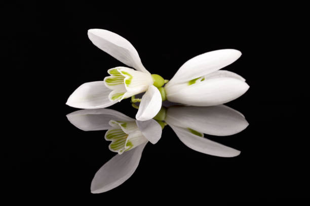 istock White spring flowers of snowdrop isolated on black background, mirror reflection 935245036