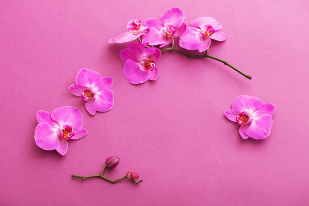 istock the beautiful orchid flowers 935245746