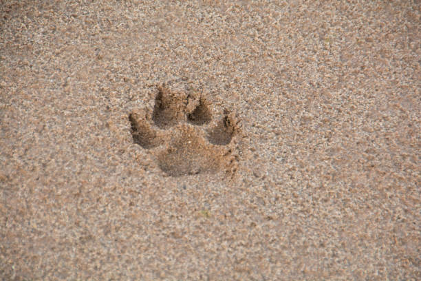 istock Footprint on the sand 935250362