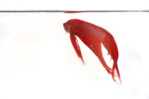 istock siamese fighting fish , betta isolated on white background. 935250642