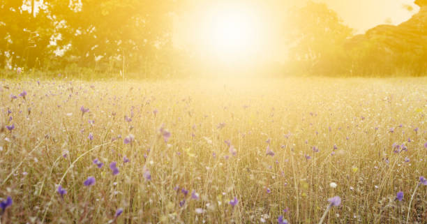 istock Beautiful  flower for background - Vintage Filter 935259162