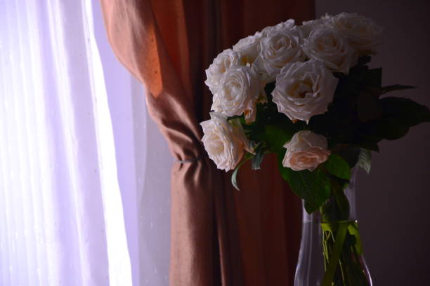 Pink rose with sunlight.