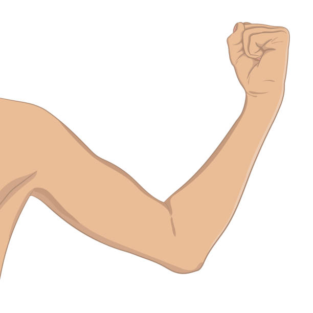 ilustrações de stock, clip art, desenhos animados e ícones de female biceps, well toned. elbow-bent arm showing progress after fitness. vector illustration, colored, realistic style. woman sport infographic concept. - elbow