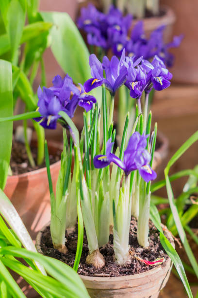 istock blue potted iris in the garden closeup 935267892