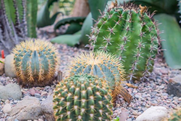 istock Ball shaped cactuses outdoors. Garden design. 935268136