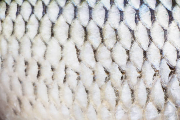istock fish skin, natural texture, lateral line is seen 935268422
