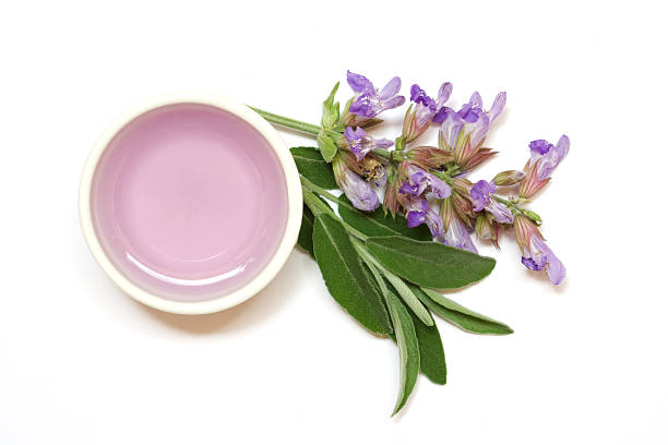 Chiết xuất cây xô thơm