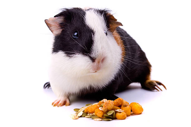 istock Guinea pig, pet animal isolated on white 93527110