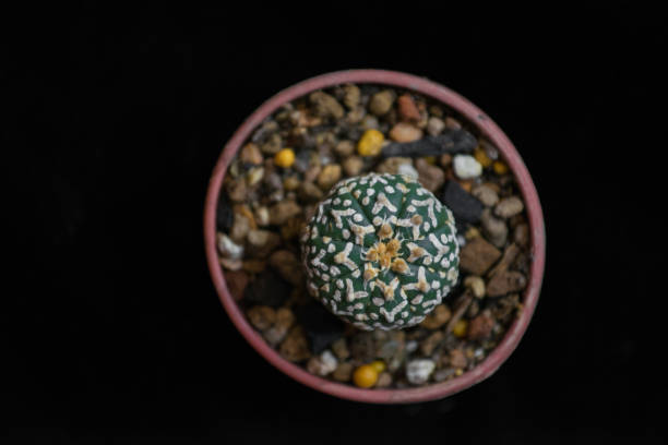 istock top view of cactus on black background 935271630