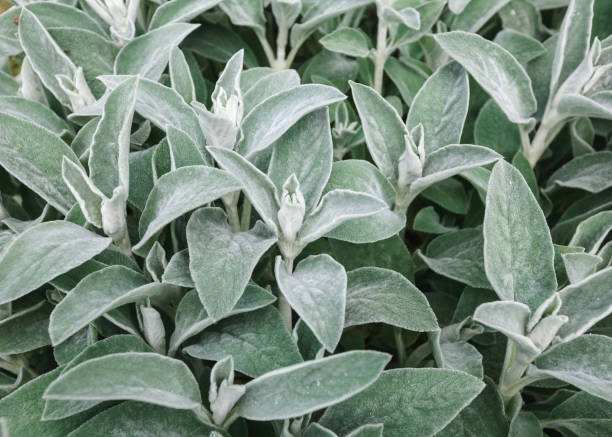 istock Texture Leaves Close-up Outdoors Natural 935271880