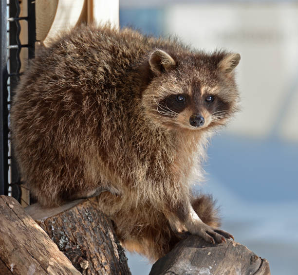 istock Funny Raccoon (Procyon lotor). Portrait 935274220