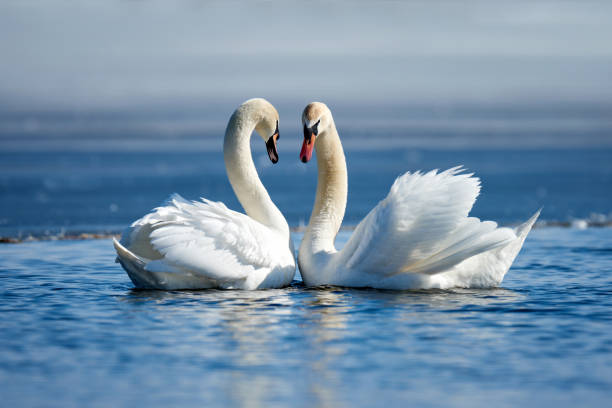istock Romantic two swans, symbol of love 935274312