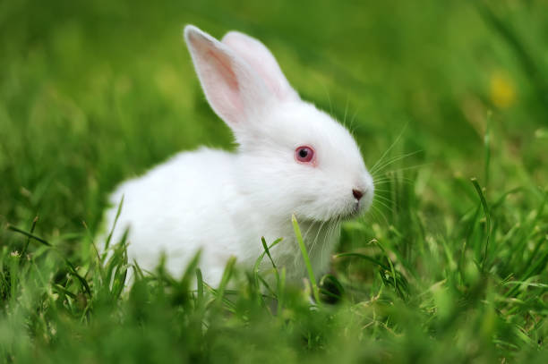 istock Baby white rabbits in grass 935274510