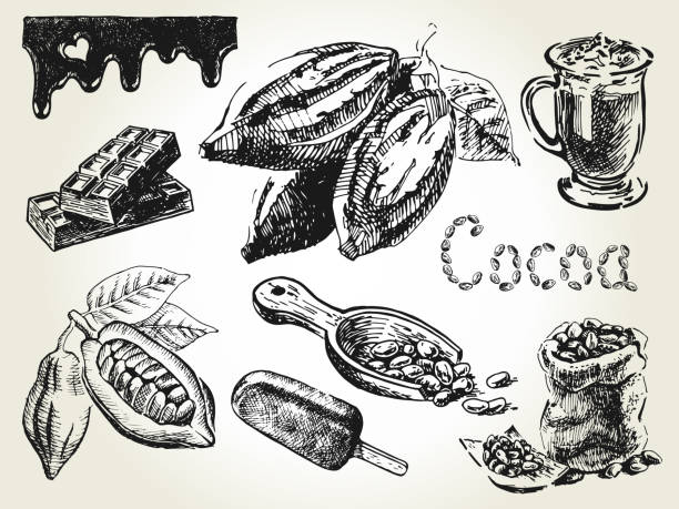 ilustrações, clipart, desenhos animados e ícones de conjunto de cacau - cocoa cocoa bean chocolate brazil