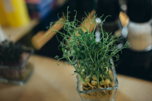 Growing cress plants for salad