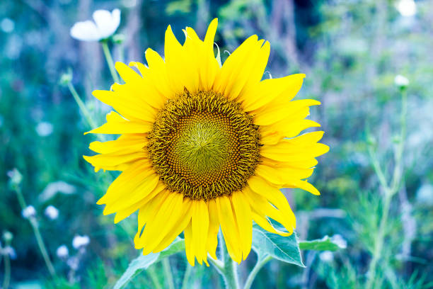 Yellow sunflower grows in summer garden