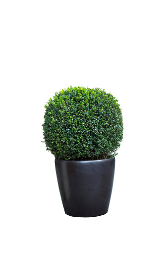 Evergreen tree Buxus sempervirens (common box, European box, or boxwood) in pot isolated on white background