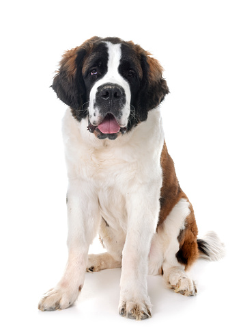 young saint bernard in front of white background