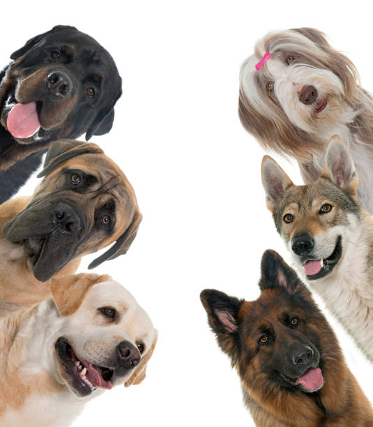 istock group of dogs 935278286