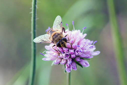 Striped fly looks like wasp - Hoverfly sitting on pink flower Knautia arvensis on field, pastels colors