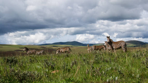 istock Zebra's in Nyika national park, Malawi 935285142