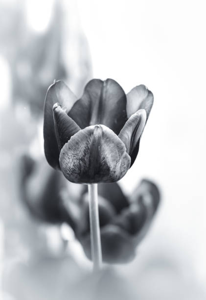 istock Tulip closed up with B&W color 935285732