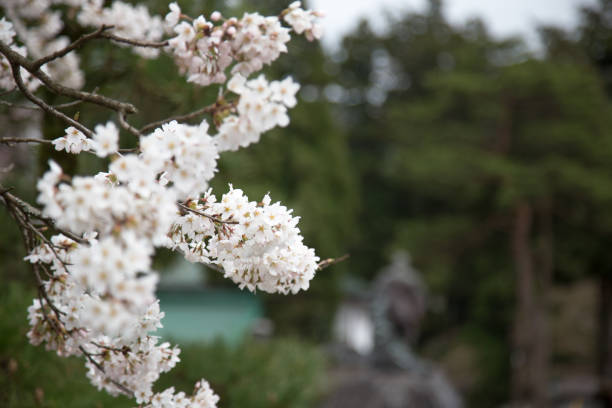 istock Cherry blossoms or Sakura at Nikko, Japan 935290516