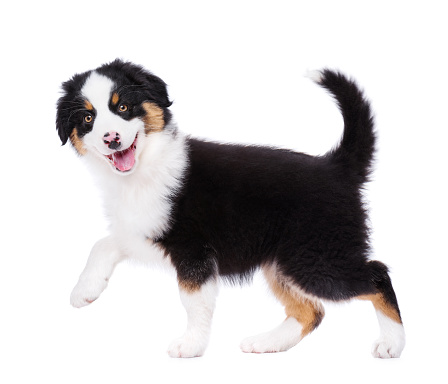 Playful Australian Shepherd purebred puppy, 2 months old looking at camera. Happy black Tri color Aussie dog, isolated on white background.