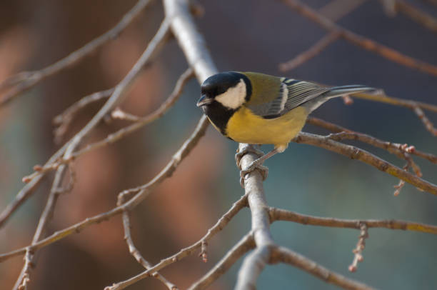 istock Great Tit on a twig on a sunny day 935291256