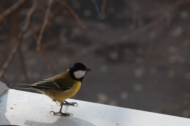 istock small Great Tit on the window sill looking down 935291314