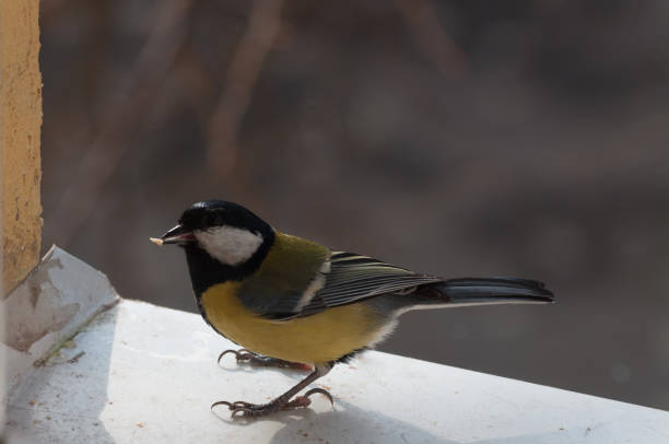 istock cute Great Tit on the window sill trying some sunflower seeds 935291324