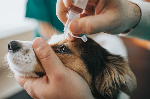 Close up of a dog receiving eye drops during medical exam at animal hospital.