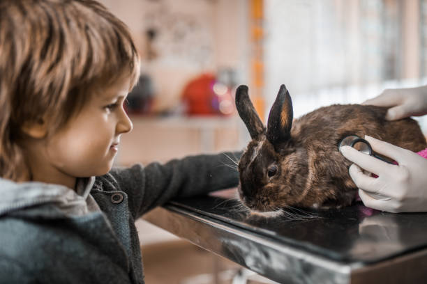 маленький мальчик поддерживает своего кролика во время медицинского осмотра в кабинете ветеринара. - rabbit child pets little boys стоковые фото и изображения