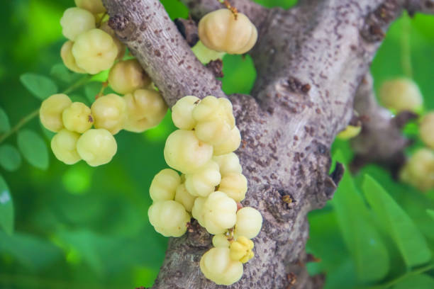 istock close up fresh star gooseberry on the tree in summer 935294722