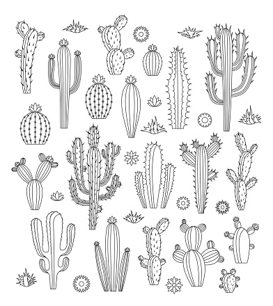 Vector cactus, flowers and grass monoline icons. Different types of cactus plants.