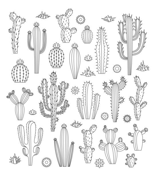 Vector cactus icons Vector cactus, flowers and grass monoline icons. Different types of cactus plants. cactus stock illustrations