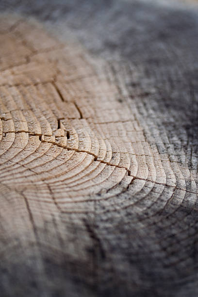 Veta de madera - foto de stock