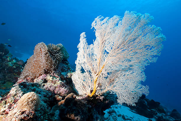 istock Snow White Gorgonian Seafan at reef slope, Rons Point, Bunaken 93529962