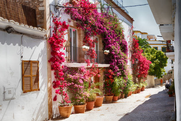 Bougainvillea Bougainvillea in the streets of Ibiza ibiza town stock pictures, royalty-free photos & images
