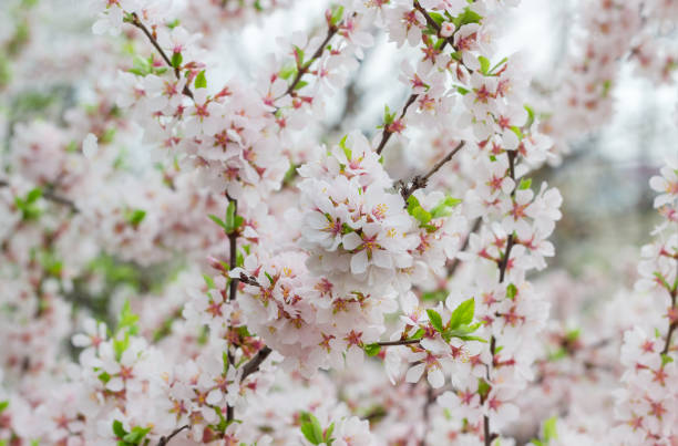 istock Background of the flowering cherry tree at selective focus 935301928