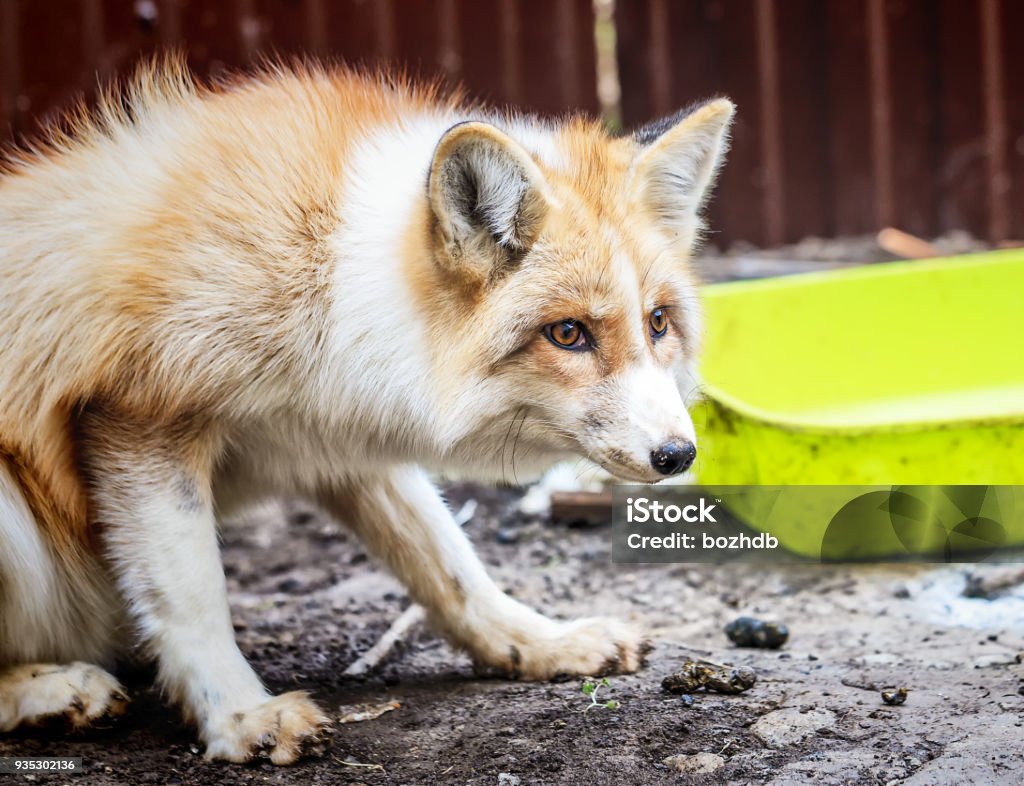 Domestic Golden Fox In Enclosure Stock Photo - Download Image Now - Animal,  Animal Body Part, Animal Den - iStock