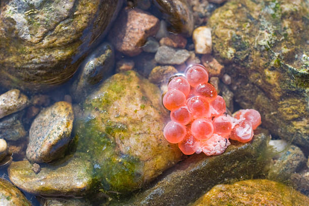 salmone rosso uova in fiume ghiaia - deporre le uova foto e immagini stock