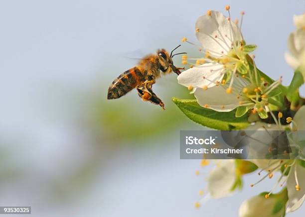 Bee In Flight Stock Photo - Download Image Now - Animal, Animal Wing, Bee