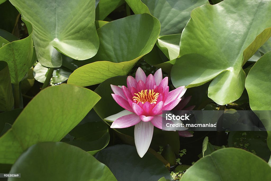 Water Lily  Backgrounds Stock Photo