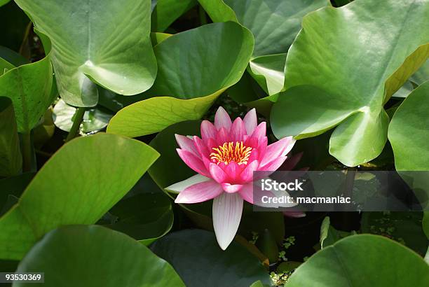 Nenúfar - Fotografias de stock e mais imagens de Beleza natural - Beleza natural, Cabeça de Flor, Cor de rosa