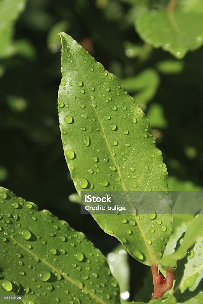 Molhado laurel - Royalty-free Chuva Foto de stock