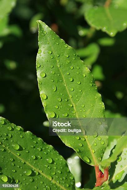 Molhado Laurel - Fotografias de stock e mais imagens de Chuva - Chuva, Condimento - Temperos, Cor verde