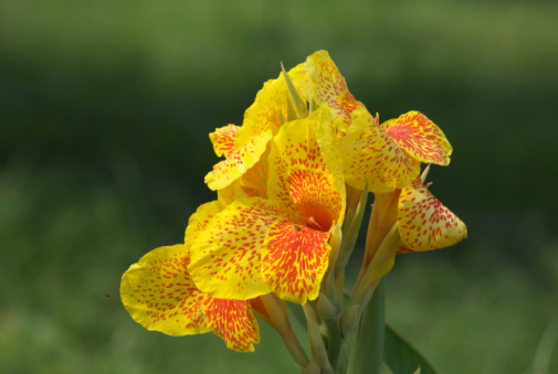 A beautiful yellow canna flower in the morning blossom at the park