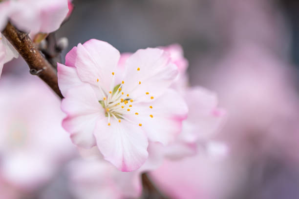 istock Almond Blossom in Japan 935305304